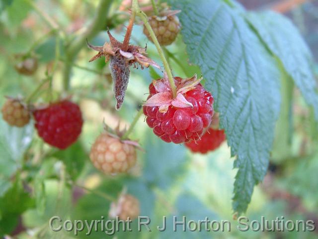 Raspberry Grantham